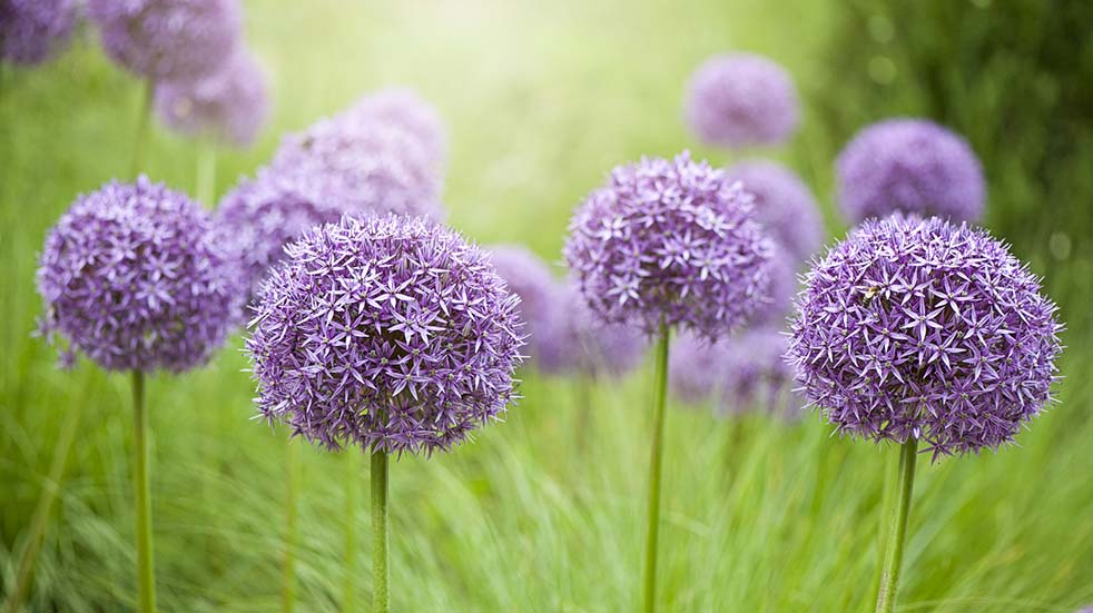August bank holiday gardening tips Allium bulbs